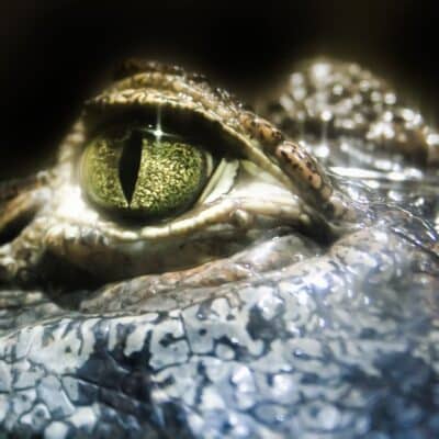 Close-up of a Nile crocodile's eye and rough-textured skin