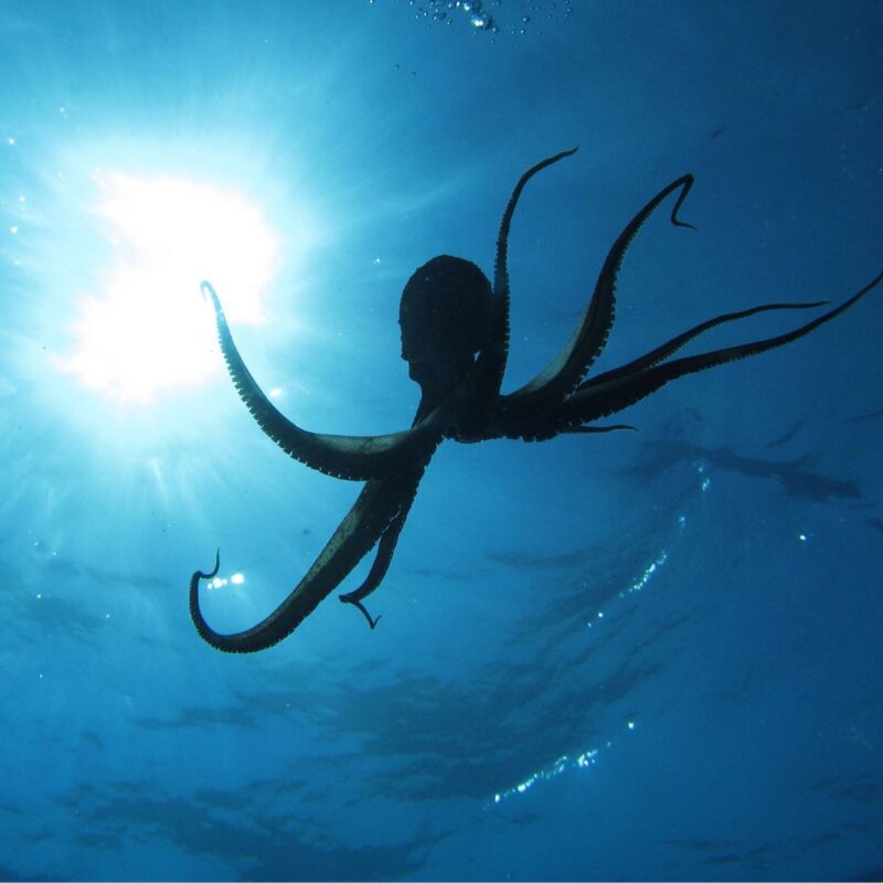 Silhouette of an octopus swimming underwater against a bright sunlit backdrop