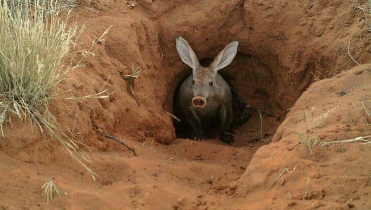 Aardvark peering out from a burrow in a sandy terrain with sparse vegetation