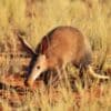 Aardvark walking through grassy terrain