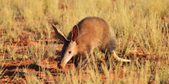Aardvark walking through grassy terrain