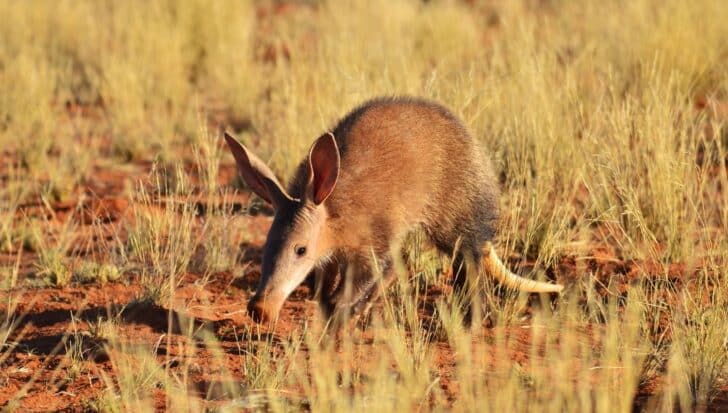 Aardvark walking through grassy terrain