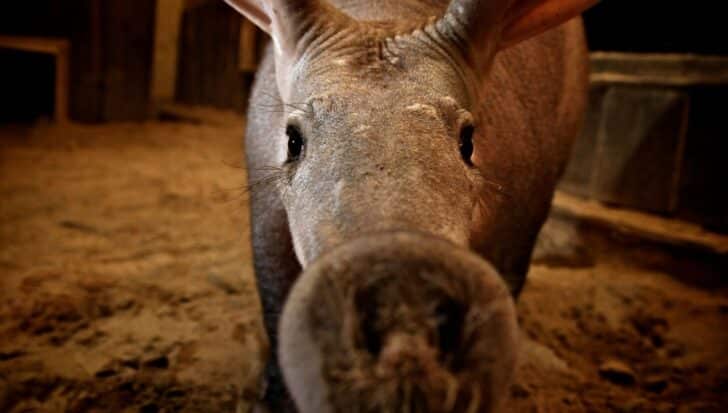 Close-up of an aardvark with its distinctive snout and ears, highlighting its unique features as the only living member of the Orycteropodidae family
