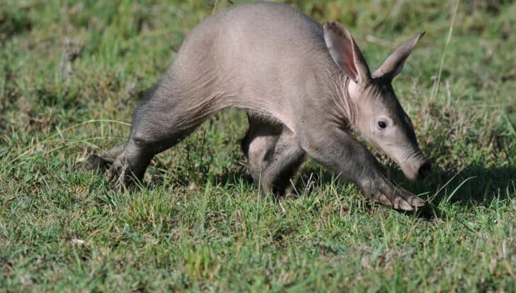 Aardvark walking through wild gassland