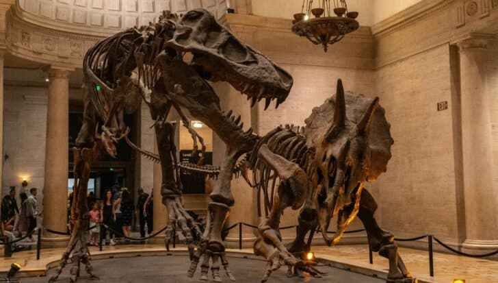 Fossils of a Triceratops and a T. rex displayed in a museum, appearing as if locked in battle