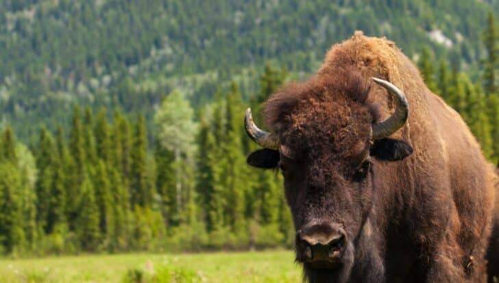 A bison with prominent horns standing in a grassy field with a forest in the background