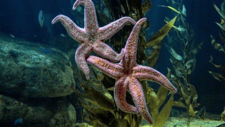 Two pink starfish among seaweed in an underwater environment