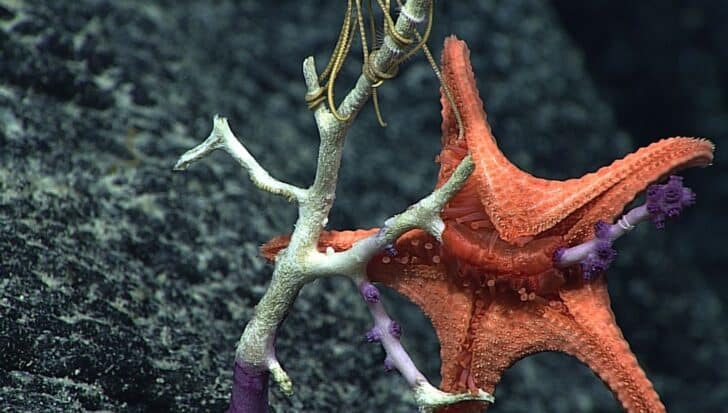 Starfish with orange and purple hues clasping onto coral, illustrating external digestion