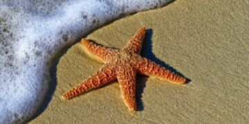 A starfish lies on wet sand near the edge of the sea with foamy waves approaching