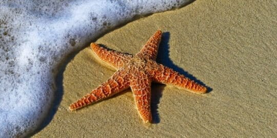 A starfish lies on wet sand near the edge of the sea with foamy waves approaching