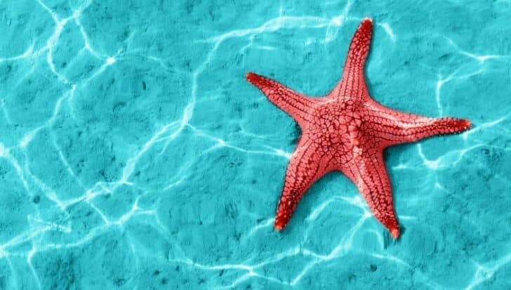A red starfish resting on the ocean floor with light reflecting on clear blue water