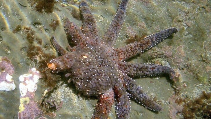 A starfish on the ocean floor with multiple arms showcasing the reproductive method of arm detachment