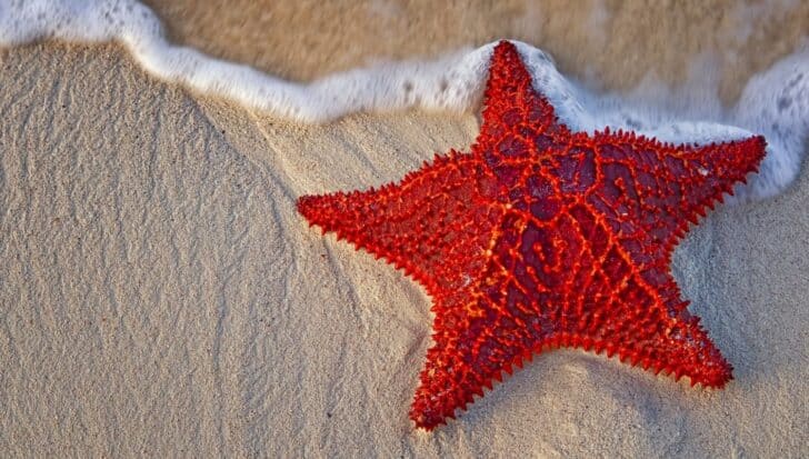 Bright red starfish with intricate patterns on sandy beach near ocean waves