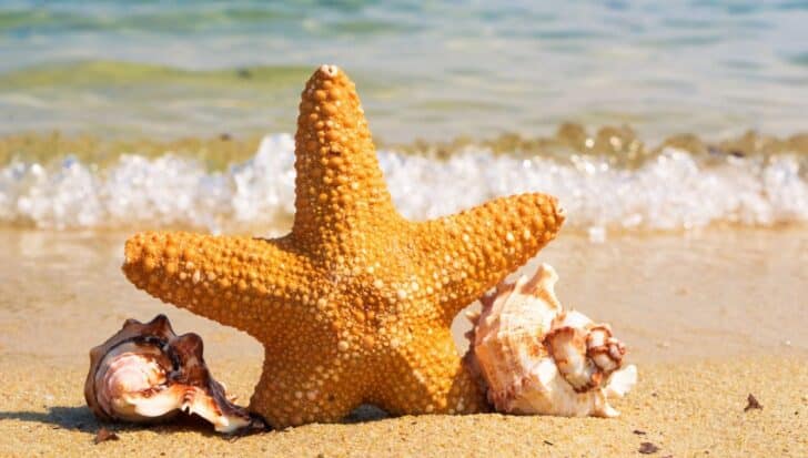 A starfish with spiny skin on a sandy beach, flanked by two seashells, with ocean waves in the background