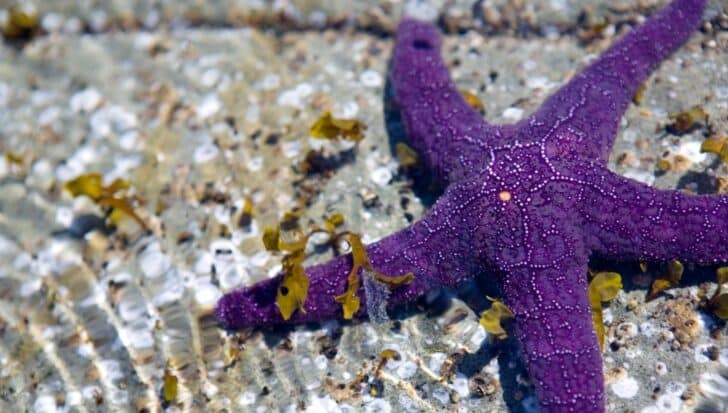 Purple starfish on a rocky surface in shallow water with small brown seaweeds around