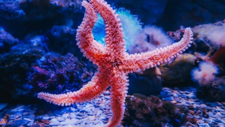 Starfish with pinkish hue and textured arms moving on a rocky underwater surface