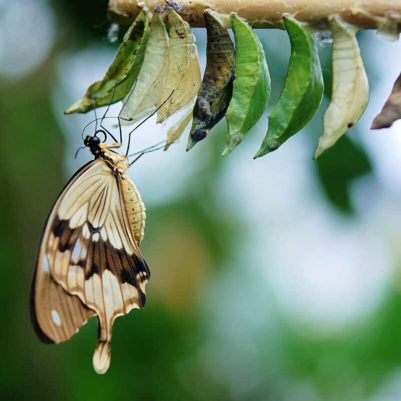 A butterfly clinging to a branch with several chrysalises