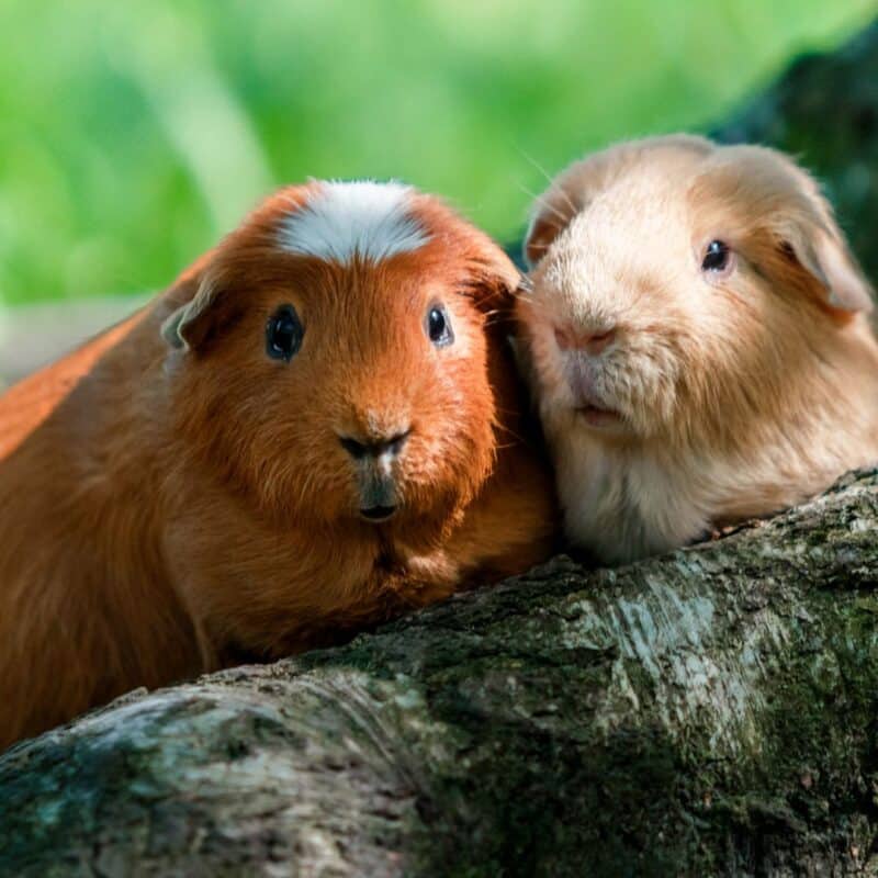 Two guinea pigs sitting close together on a tree branch, highlighting their social nature