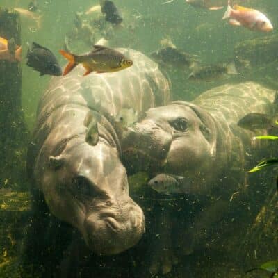 Underwater view of two hippopotamuses surrounded by various fish