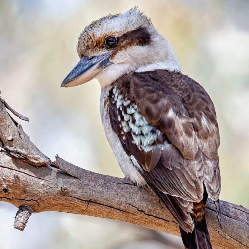 A close-up of a Kookaburra perched on a tree branch