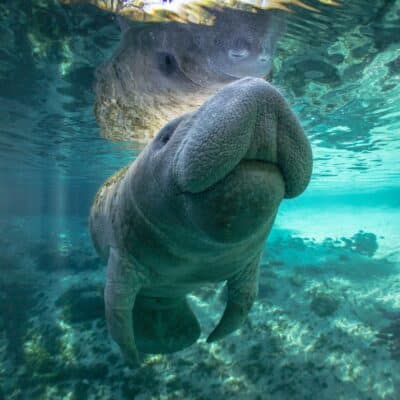 Manatee underwater in clear, shallow water with sunlight filtering through