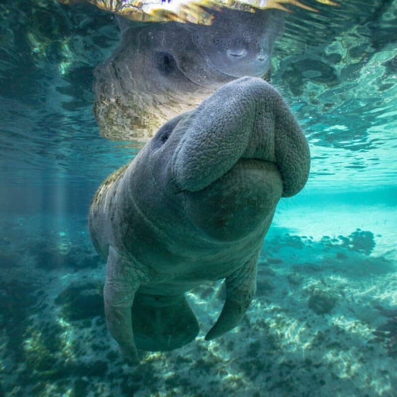 Manatee underwater in clear, shallow water with sunlight filtering through