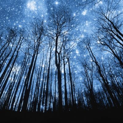 Silhouetted tall trees with bare branches against a night sky filled with numerous bright stars