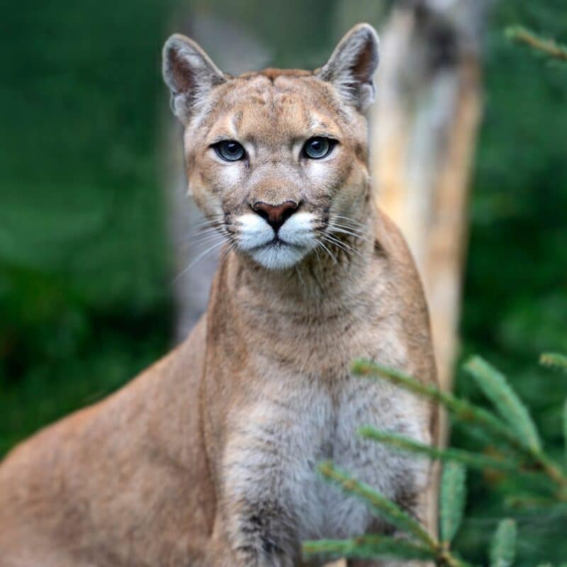 A puma standing in a natural, wooded environment.
