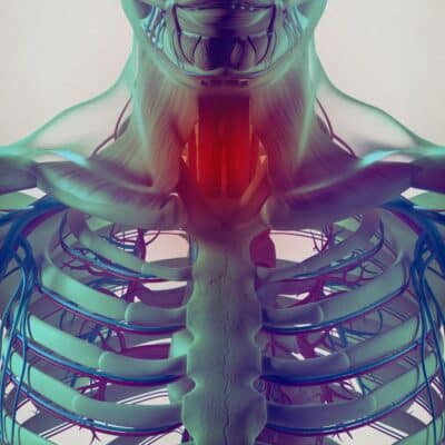 A detailed anatomical illustration of the human throat and upper chest, highlighting the tonsil area
