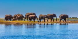 A herd of elephants walking along a riverbank under a clear blue sky