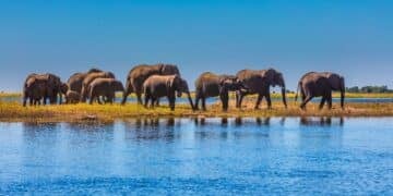 A herd of elephants walking along a riverbank under a clear blue sky