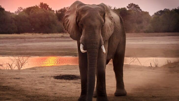 An elephant standing on a sandy terrain by a water body during sunset