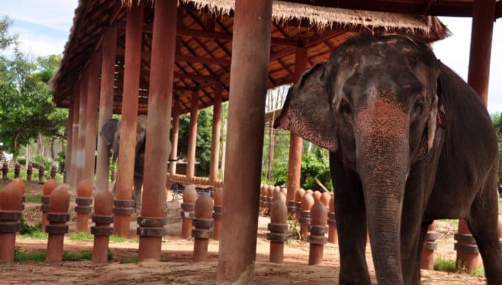 Elephants standing in a shelter with wooden columns and a thatched roof, surrounded by decorative posts, amid a backdrop of greenery