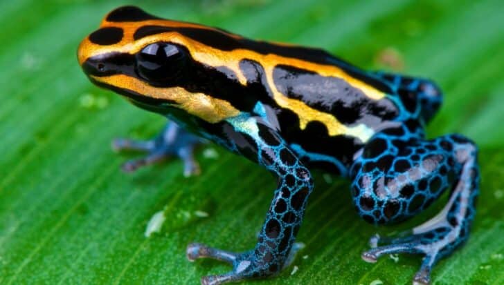 A colorful frog with vivid yellow, black, and blue patterns on its body, sitting on a green leaf
