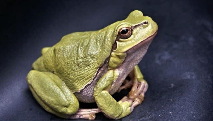 A close-up of a green frog, highlighting its eyes and textured skin
