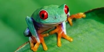 A vibrant tree frog with bright red eyes and orange toes sitting on a green leaf