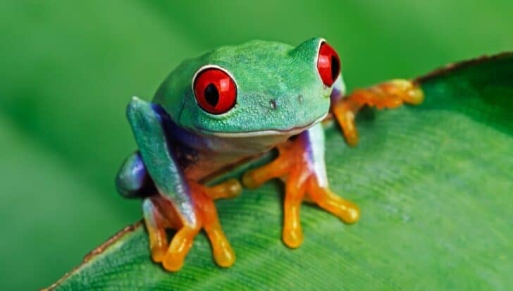 A vibrant tree frog with bright red eyes and orange toes sitting on a green leaf