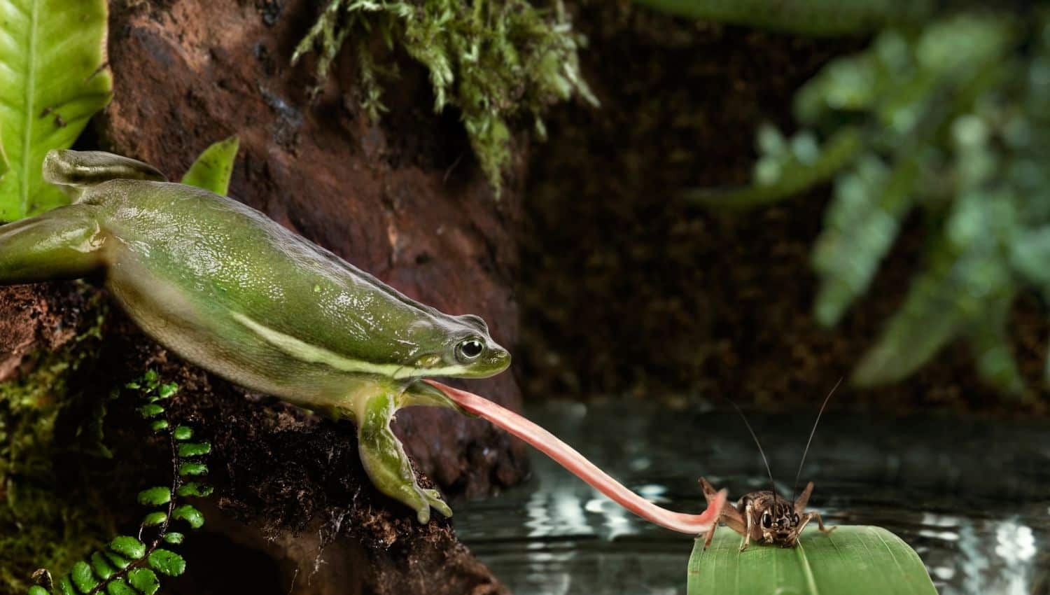A green frog extending its tongue toward an insect on a leaf, illustrating the unique properties of frog saliva