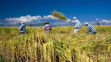 11 Nice Facts About Rice That You Didn't Know - The Fact Site