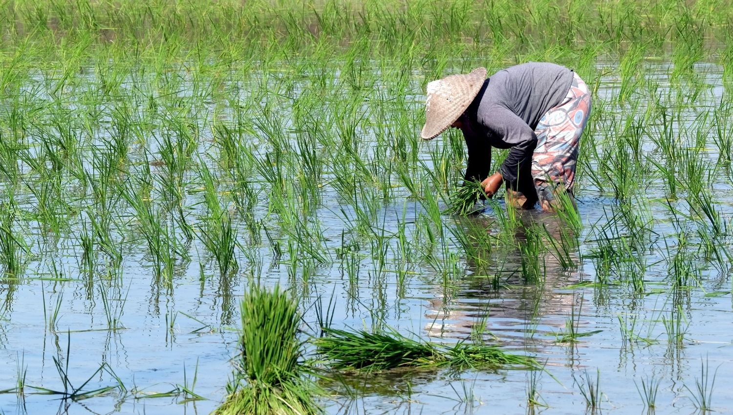 Raising Rice 11 Nice Facts About Rice That You Didn't Know - The Fact Site
