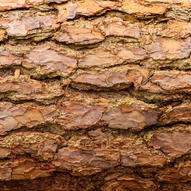 Close-up of textured willow tree bark
