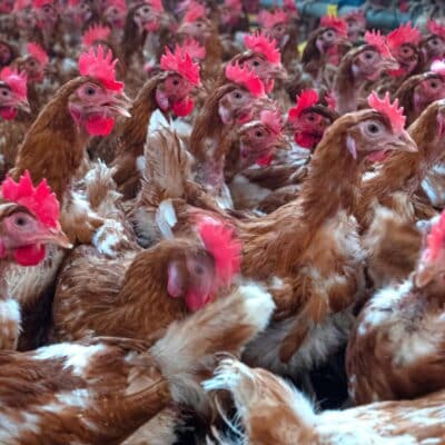 Large group of brown chickens with red combs crowded together