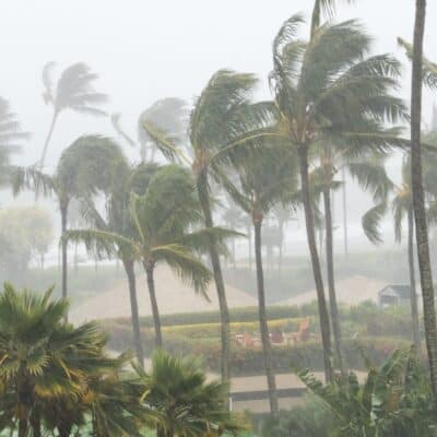 Palm trees bending in strong wind and heavy rain during a hurricane