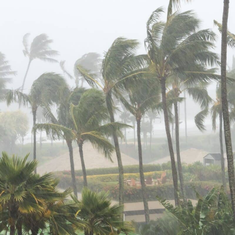 Palm trees bending in strong wind and heavy rain during a hurricane