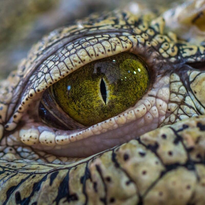Close-up of a crocodile's eye, showing intricate details and textured scales