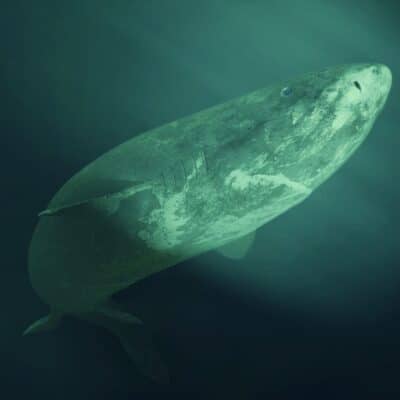 The Greenland shark swimming in deep, dark green waters