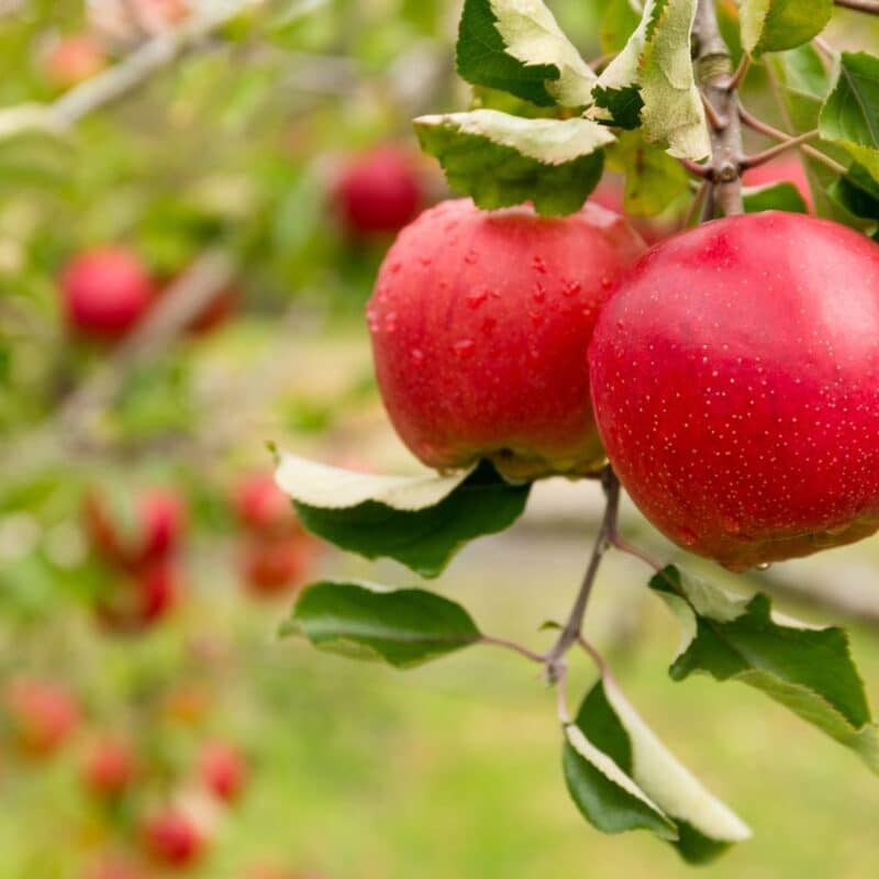 Ripe red apples hanging from a branch of an apple tree