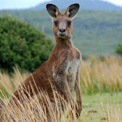 Red kangaroo standing upright in a grassy field with a backdrop of green bushes