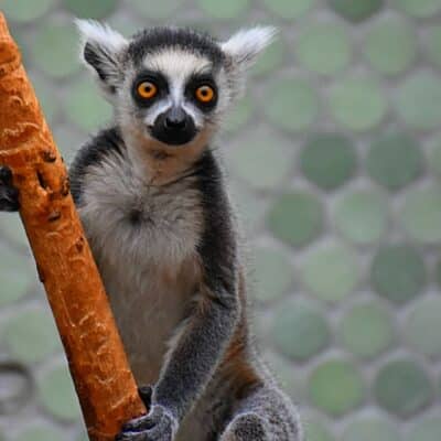 A lemur with striking orange eyes and a black snout
