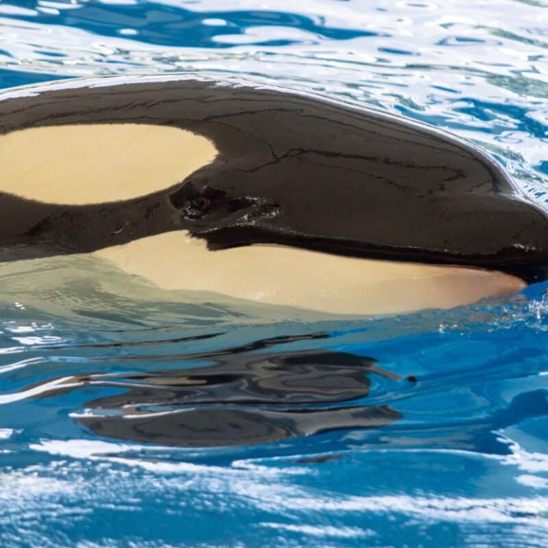 An orca swimming in clear blue water
